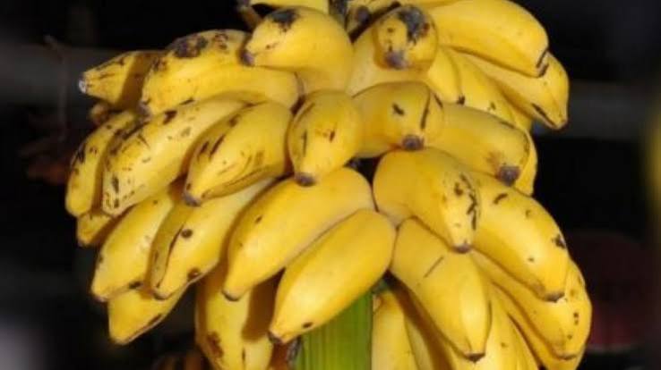 Nanjangud Rasabale Banana Plants — Banana sapling available at Agro Nursery Garden